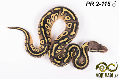 hadi na prodej, mládě, český chov hadů, odchov hadů, mojihadi.cz, Python regius, ballpython, krajta královská, Mojave Pastel, het Hypo